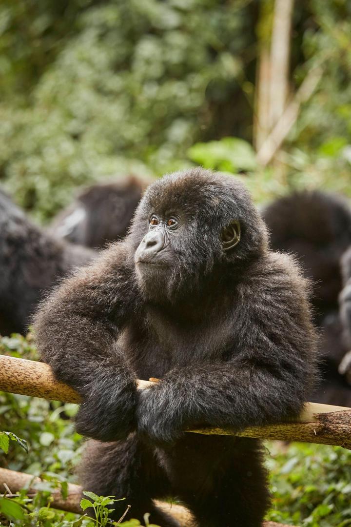 Gorilla in the forested mountains of Rwanda