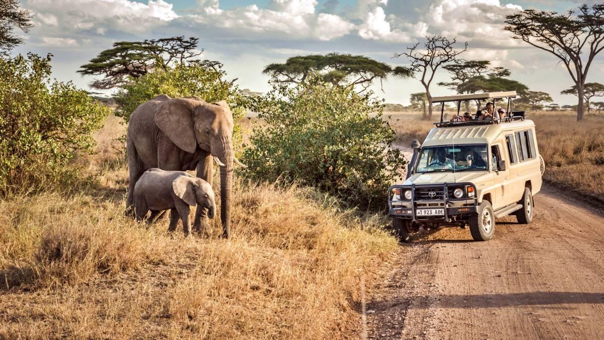 Elephant on safari